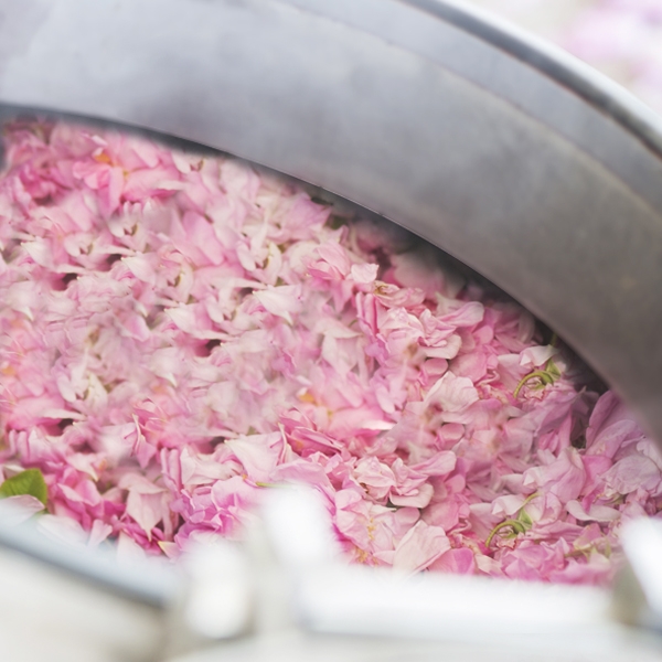 Whispers Of The Rose: Origins Of The Kama Pure Rose Water - Kama