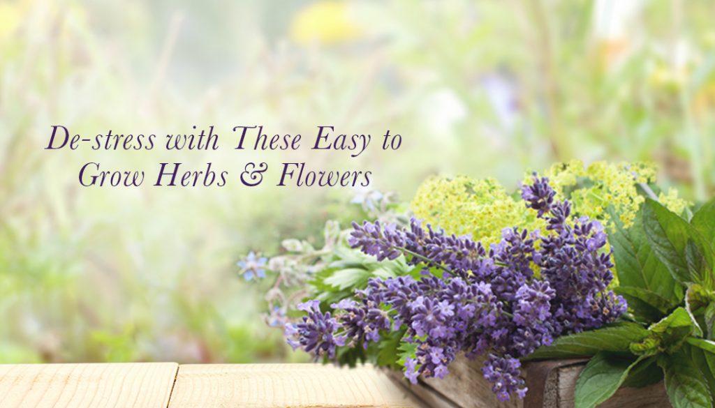 Destress With These Easy To Grow Herbs And Flowers