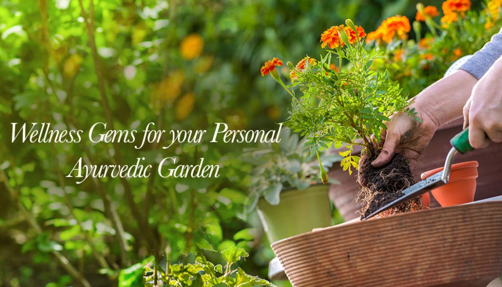 Wellness Gems For Your Personal Ayurvedic Garden