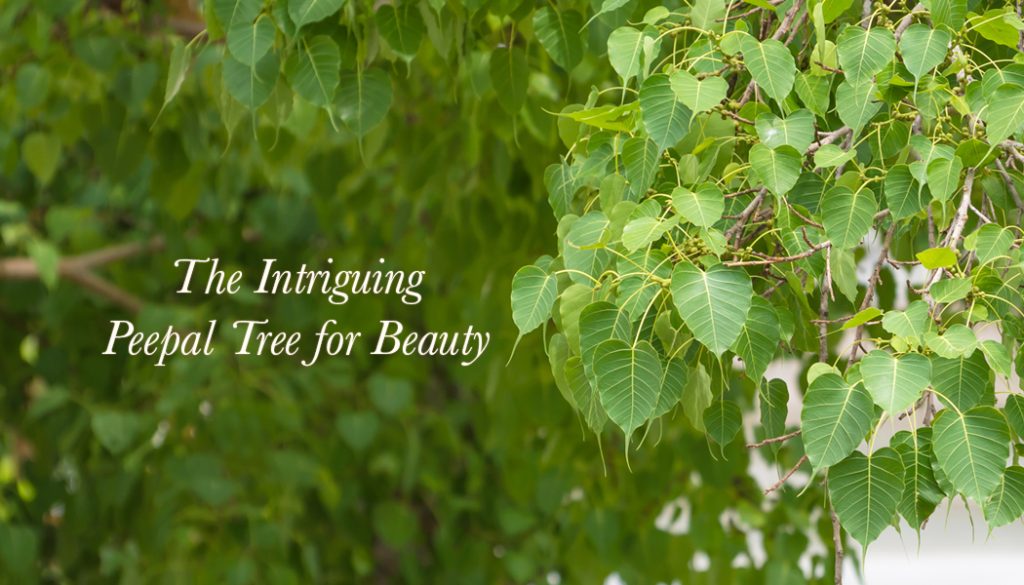 The Intriguing Peepal Tree For Beauty