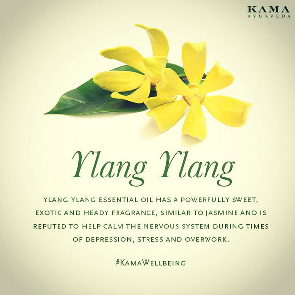  ylang ylang essential oil for aromatherapy