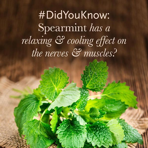 peppermint oil for aromatherapy