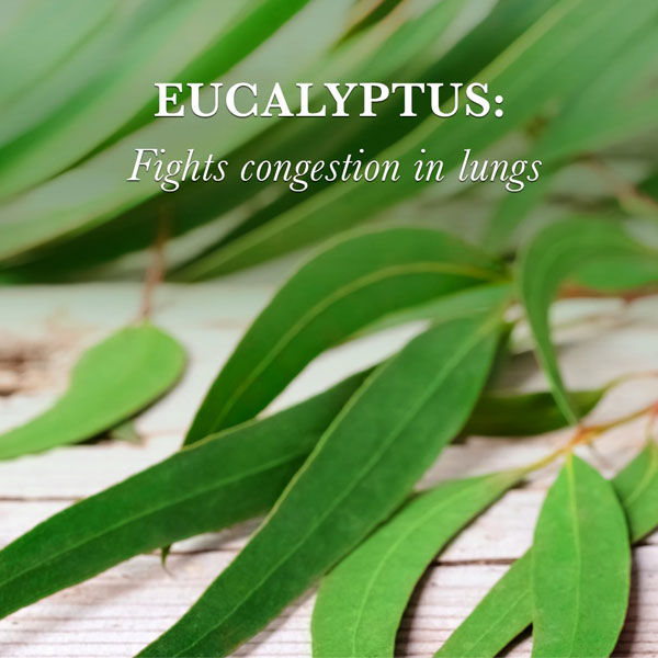 eucalyptus for lung congestion