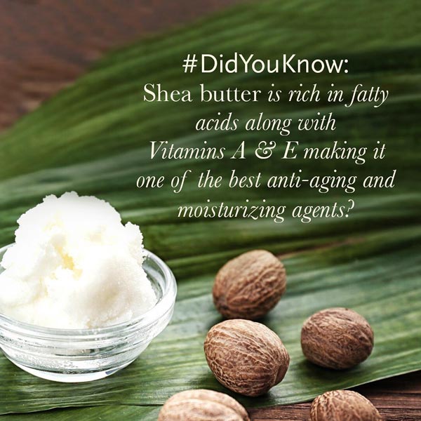 shea butter dry skin moisturizer