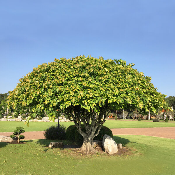 peepal tree