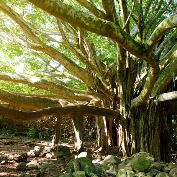 peepal tree and banyan tree