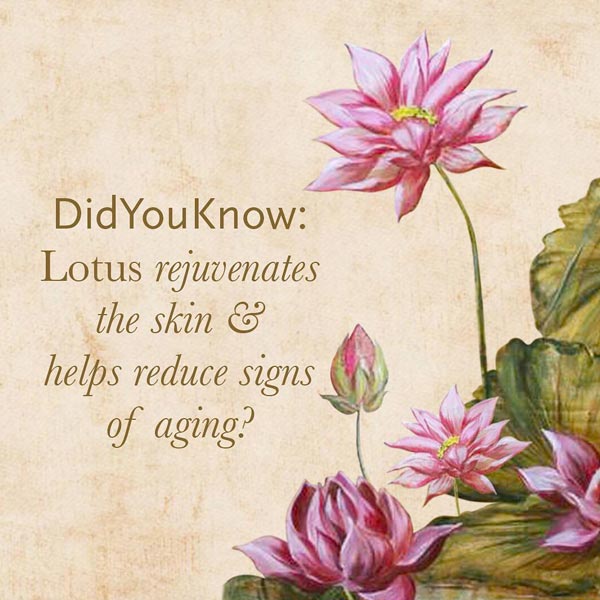 lotus for oily skin