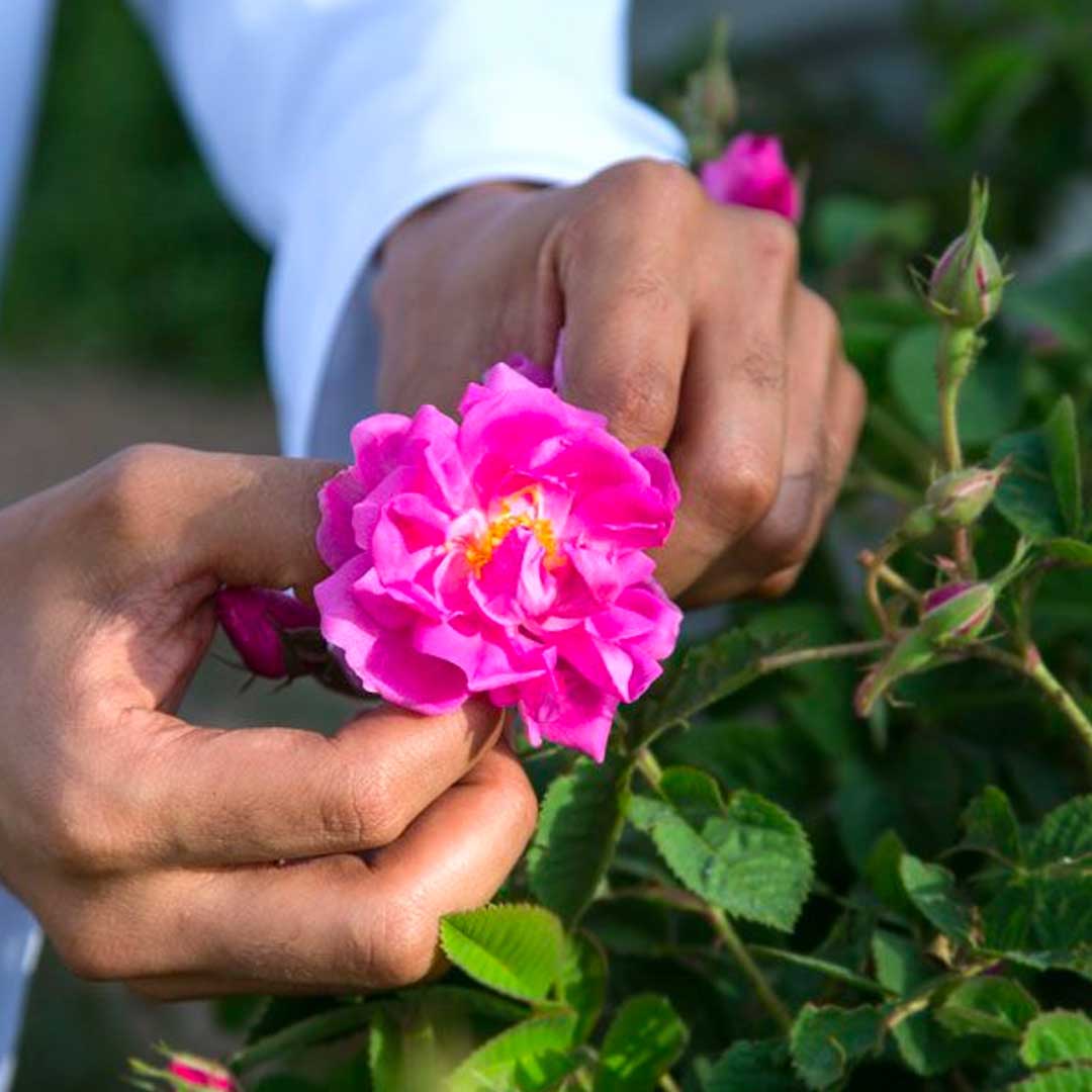 6-rose-benefits-for-skin-best-rose-skincare-products-kama-ayurveda